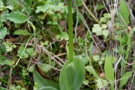 Orchis simia